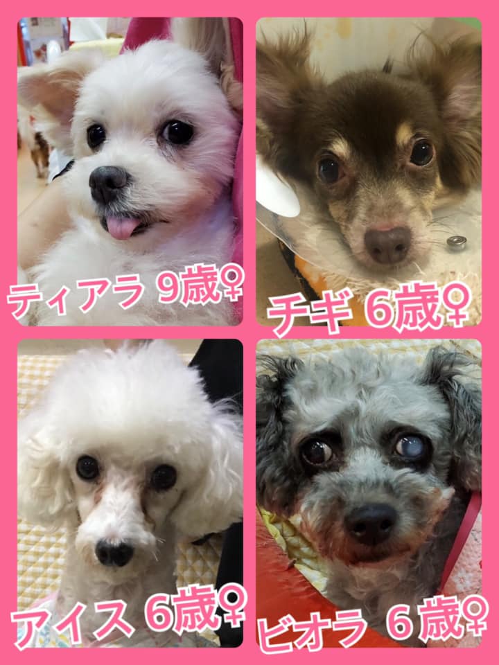 🐾今日の里親様募集中ワンコ🐶メンバーです🐾2020,7,10